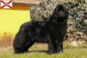 Read more about the article Newfoundland breeders and puppies in Florida