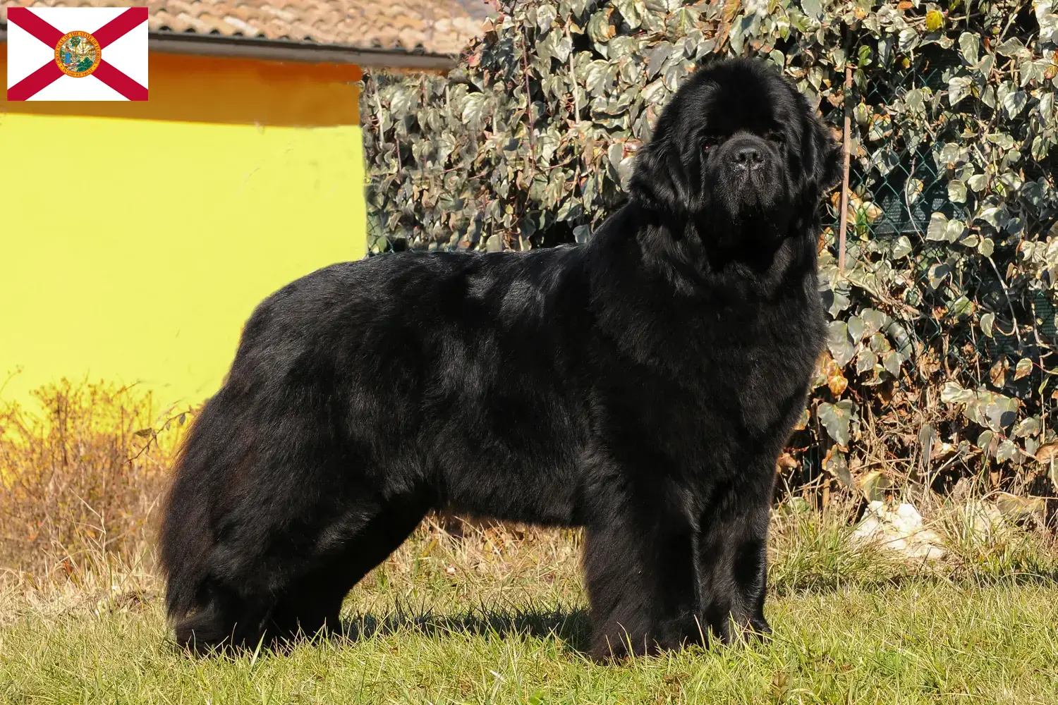Newfoundland puppies and breeders Florida Here you can find Newfoundland breeders in Florida.