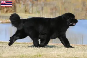 Read more about the article Newfoundland breeders and puppies in Hawaii
