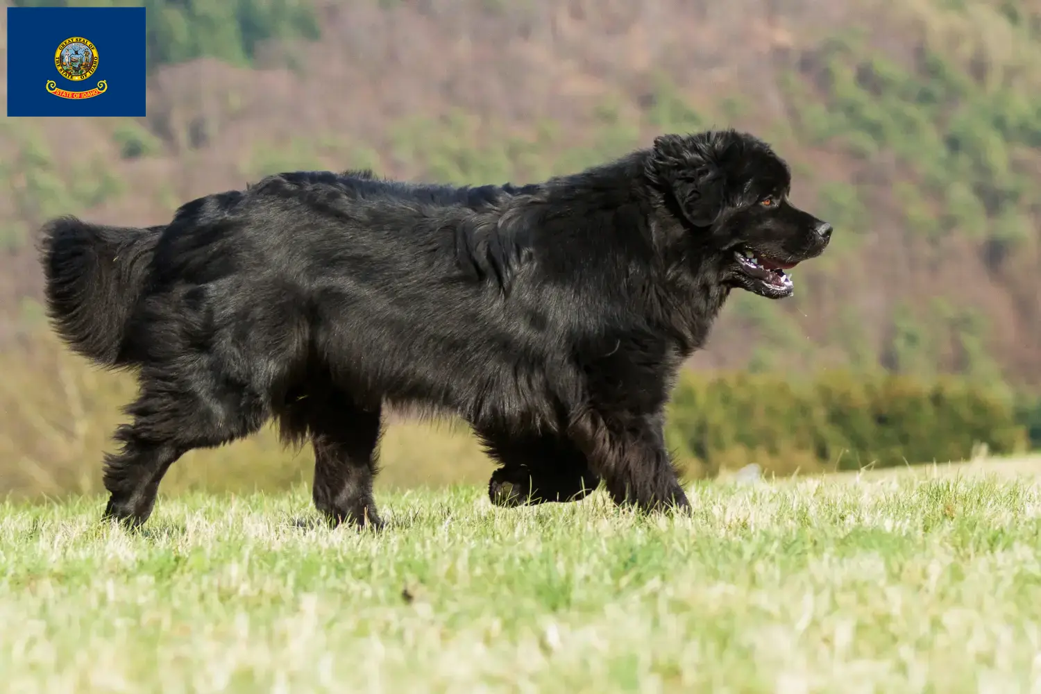 Newfoundland puppies and breeders Idaho Find Newfoundland breeders in Idaho.