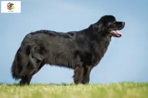 Read more about the article Newfoundland breeders and puppies in Illinois