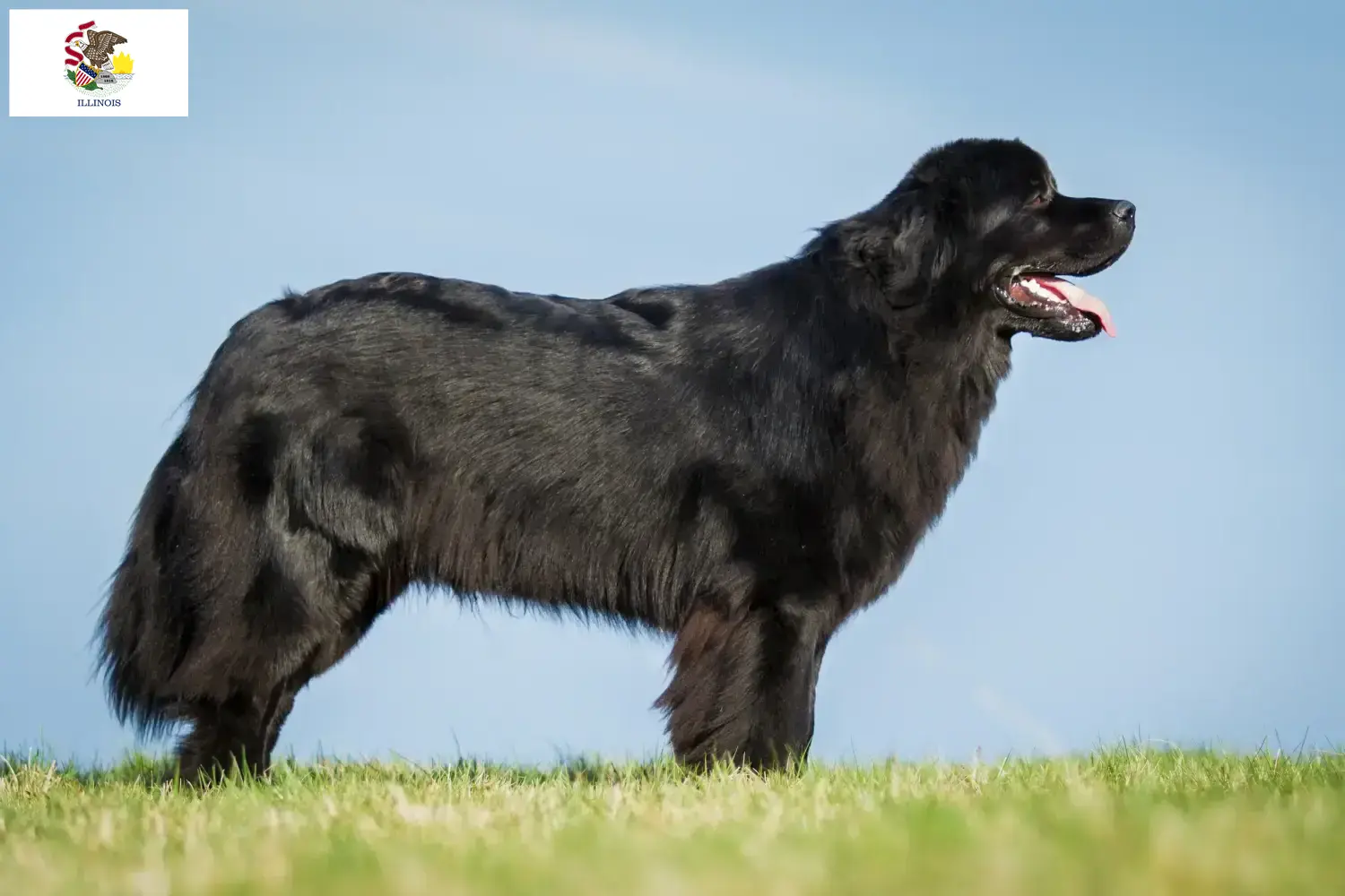 Newfoundland puppies and breeders Illinois Find Newfoundland breeders in Illinois.