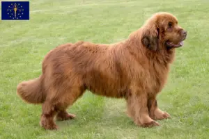 Read more about the article Newfoundland breeders and puppies in Indiana