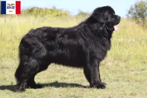 Read more about the article Newfoundland breeders and puppies in Iowa