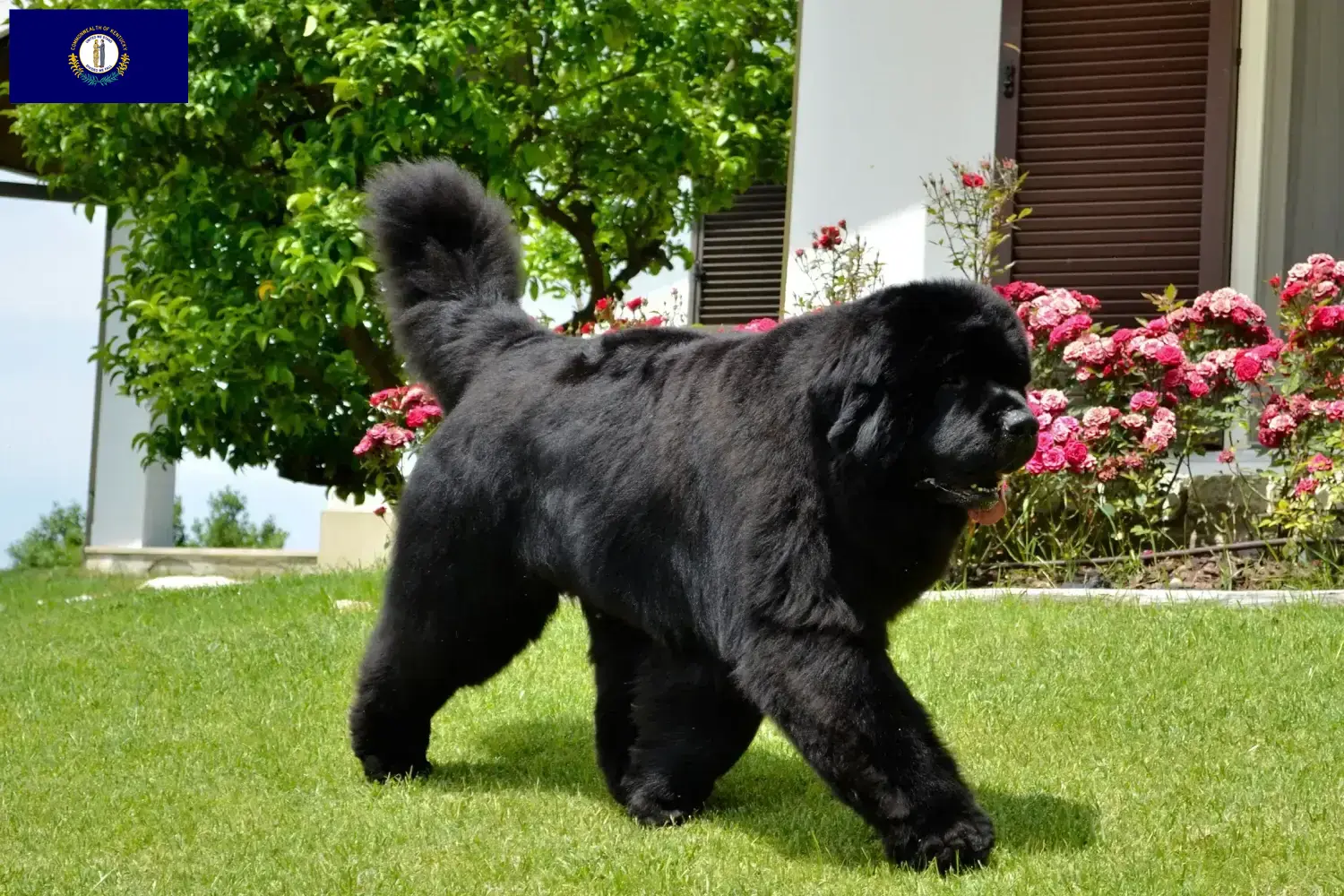 Newfoundland puppies and breeder Kentucky Here you can find Newfoundland breeders in Kentucky.