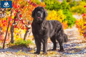 Read more about the article Newfoundland breeders and puppies in Louisiana