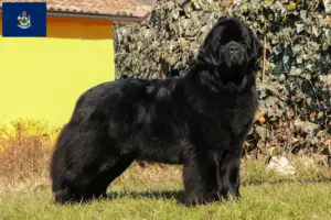 Read more about the article Newfoundland breeders and puppies in Maine