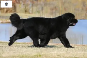 Read more about the article Newfoundland breeders and puppies in Massachusetts