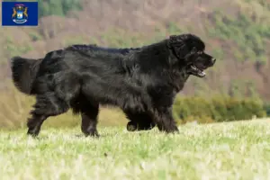Read more about the article Newfoundland breeders and puppies in Michigan