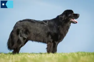 Read more about the article Newfoundland breeders and puppies in Minnesota