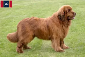 Read more about the article Newfoundland breeders and puppies in Mississippi