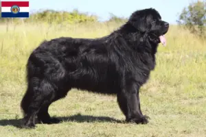 Read more about the article Newfoundland breeders and puppies in Missouri