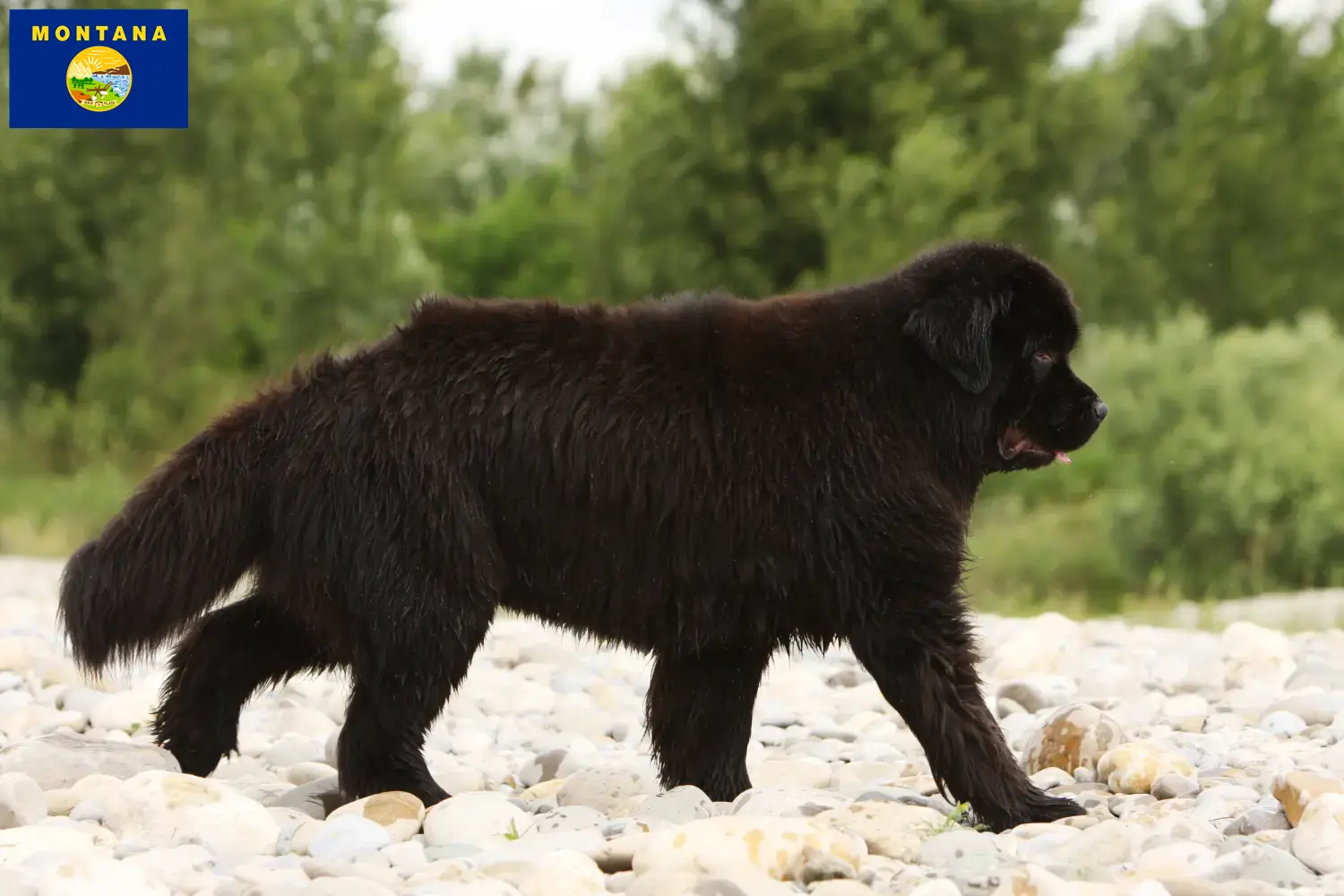 Newfoundland puppies and breeder Montana Find Newfoundland breeders in Montana.