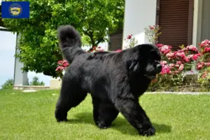 Read more about the article Newfoundland breeders and puppies in Nebraska