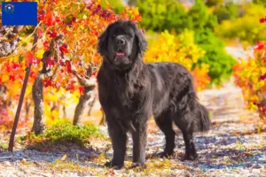 Read more about the article Newfoundland breeders and puppies in Nevada
