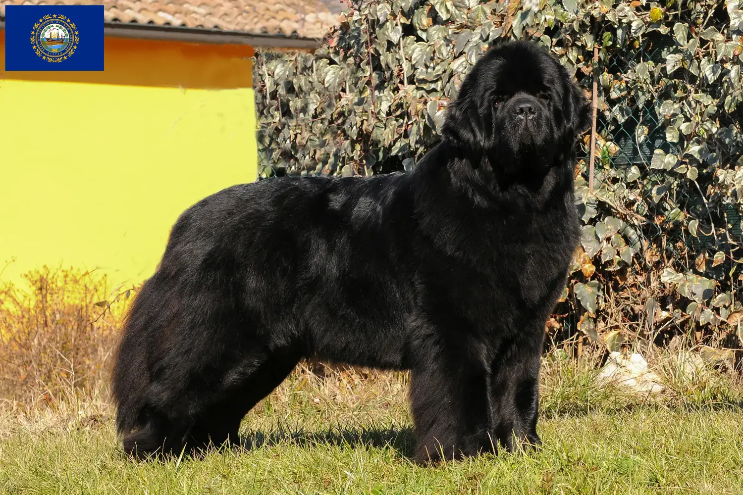 Newfoundland puppies and breeders New Hampshire Find Newfoundland breeders in New Hampshire.