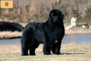 Read more about the article Newfoundland breeders and puppies in New Jersey