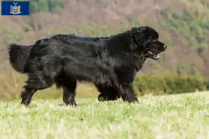 Read more about the article Newfoundland breeders and puppies in New York