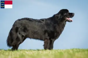 Read more about the article Newfoundland breeders and puppies in North Carolina