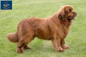 Read more about the article Newfoundland breeders and puppies in North Dakota