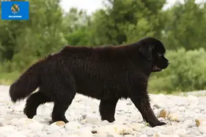Read more about the article Newfoundland breeders and puppies in Oklahoma