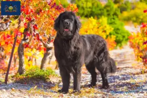 Read more about the article Newfoundland breeders and puppies in Pennsylvania
