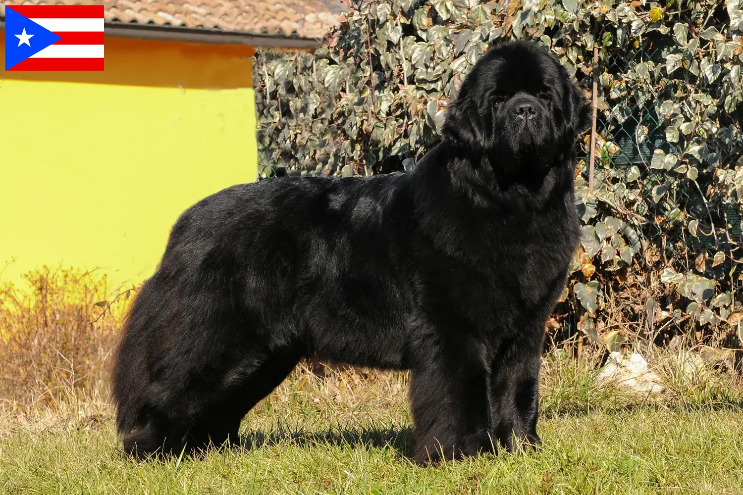 Newfoundland puppies and breeder Puerto Rico Here you can find Newfoundland breeders in Puerto Rico.
