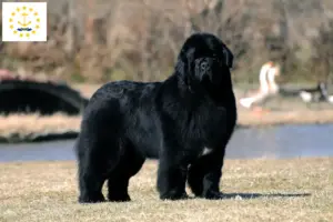 Read more about the article Newfoundland breeders and puppies in Rhode Island