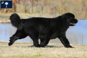 Read more about the article Newfoundland breeders and puppies in South Carolina