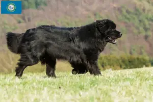 Read more about the article Newfoundland breeders and puppies in South Dakota