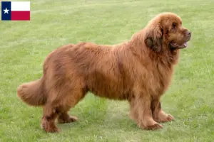 Read more about the article Newfoundland breeders and puppies in Texas