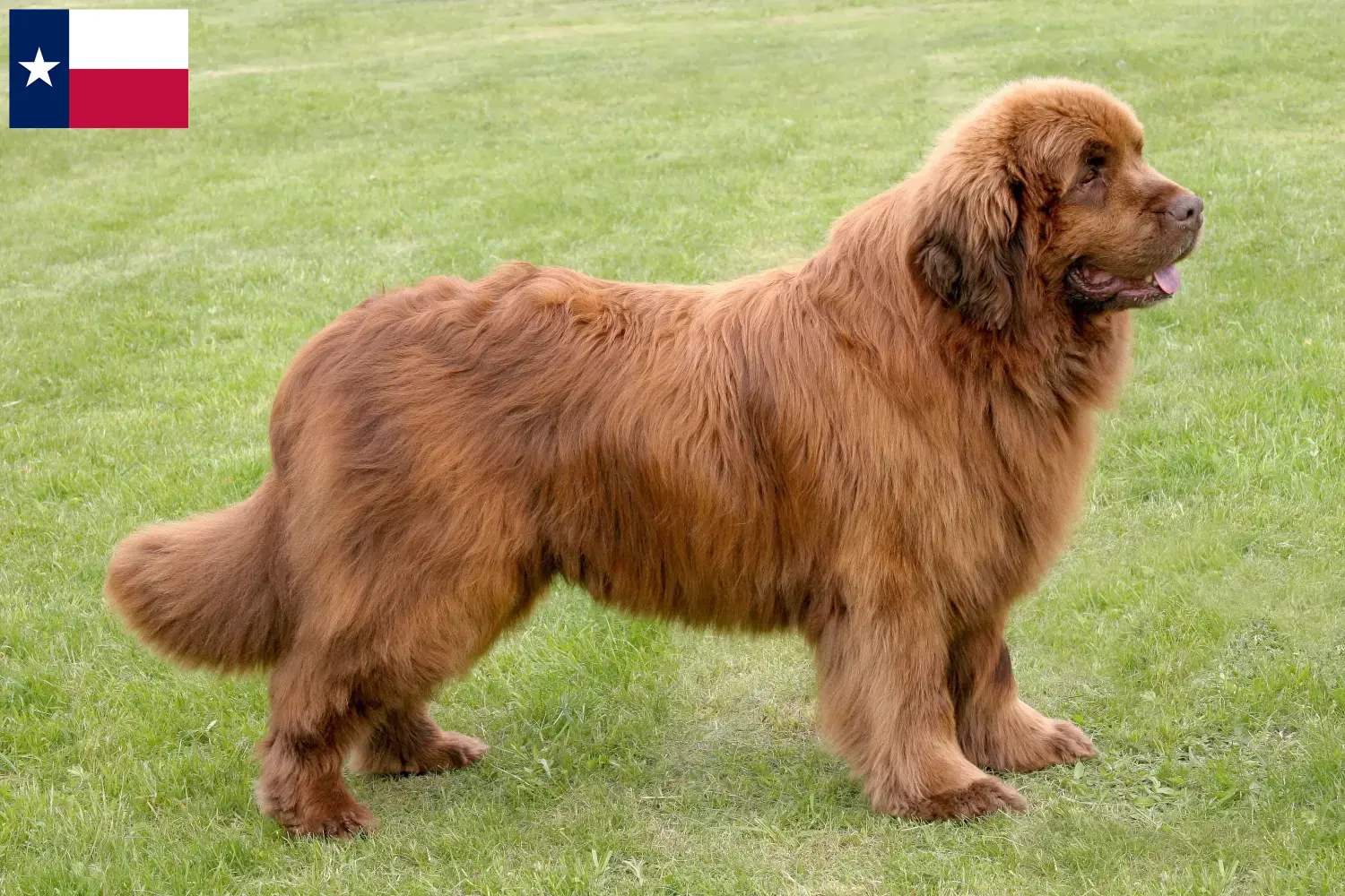 Newfoundland puppies and breeders Texas Here you can find Newfoundland breeders in Texas.