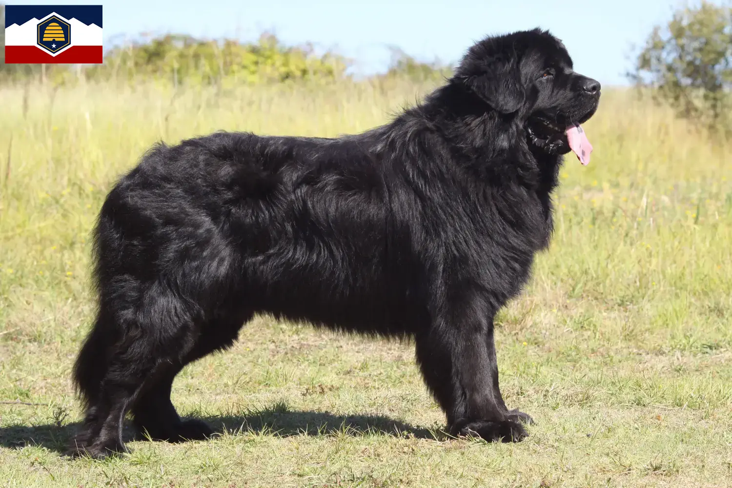 Newfoundland puppies and breeder Utah Here you can find Newfoundland breeders in Utah.