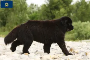 Read more about the article Newfoundland breeders and puppies in Vermont