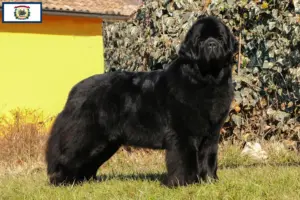 Read more about the article Newfoundland breeders and puppies in West Virginia