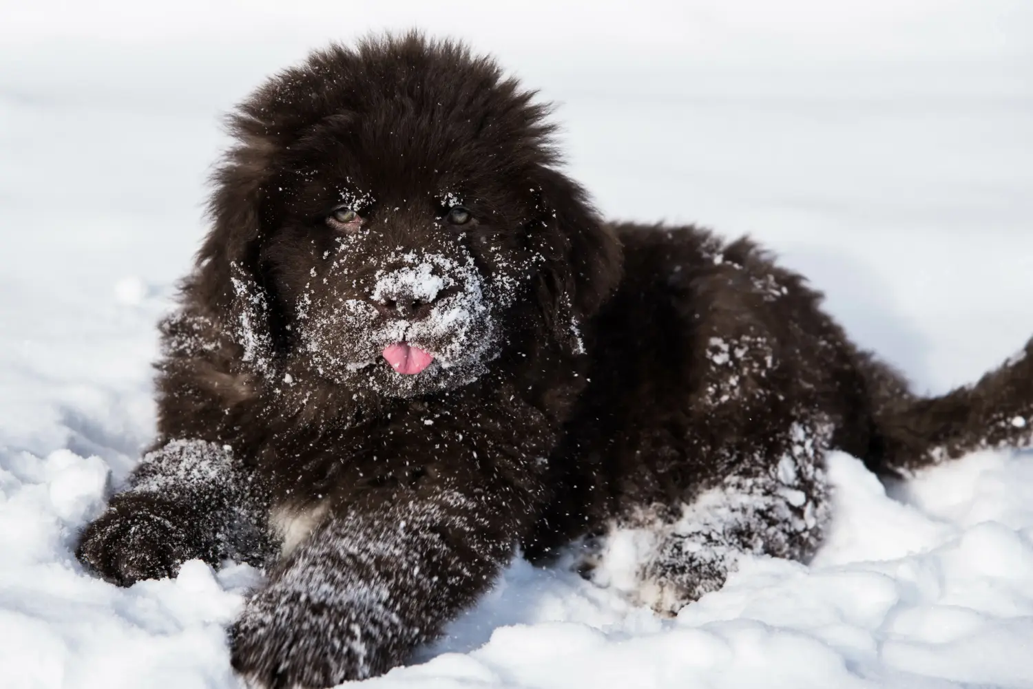 Buying a Newfoundland puppy means taking responsibility! Buy Newfoundland puppies.