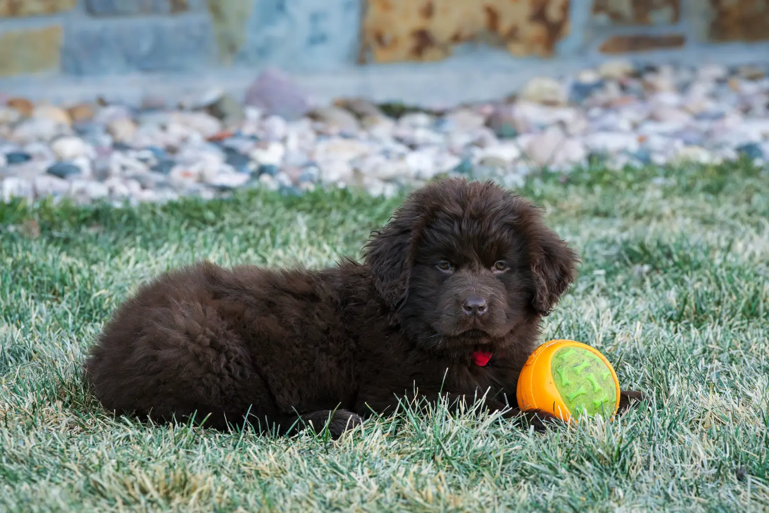 Buying a Newfoundland puppy means taking responsibility! Buy Newfoundland puppies.
