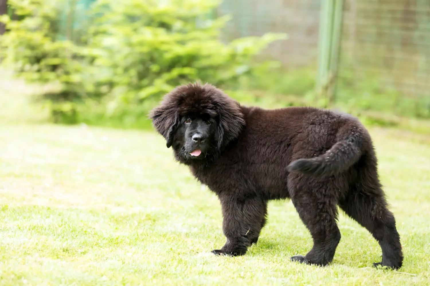 Buying a Newfoundland puppy means taking responsibility! Buy Newfoundland puppies.