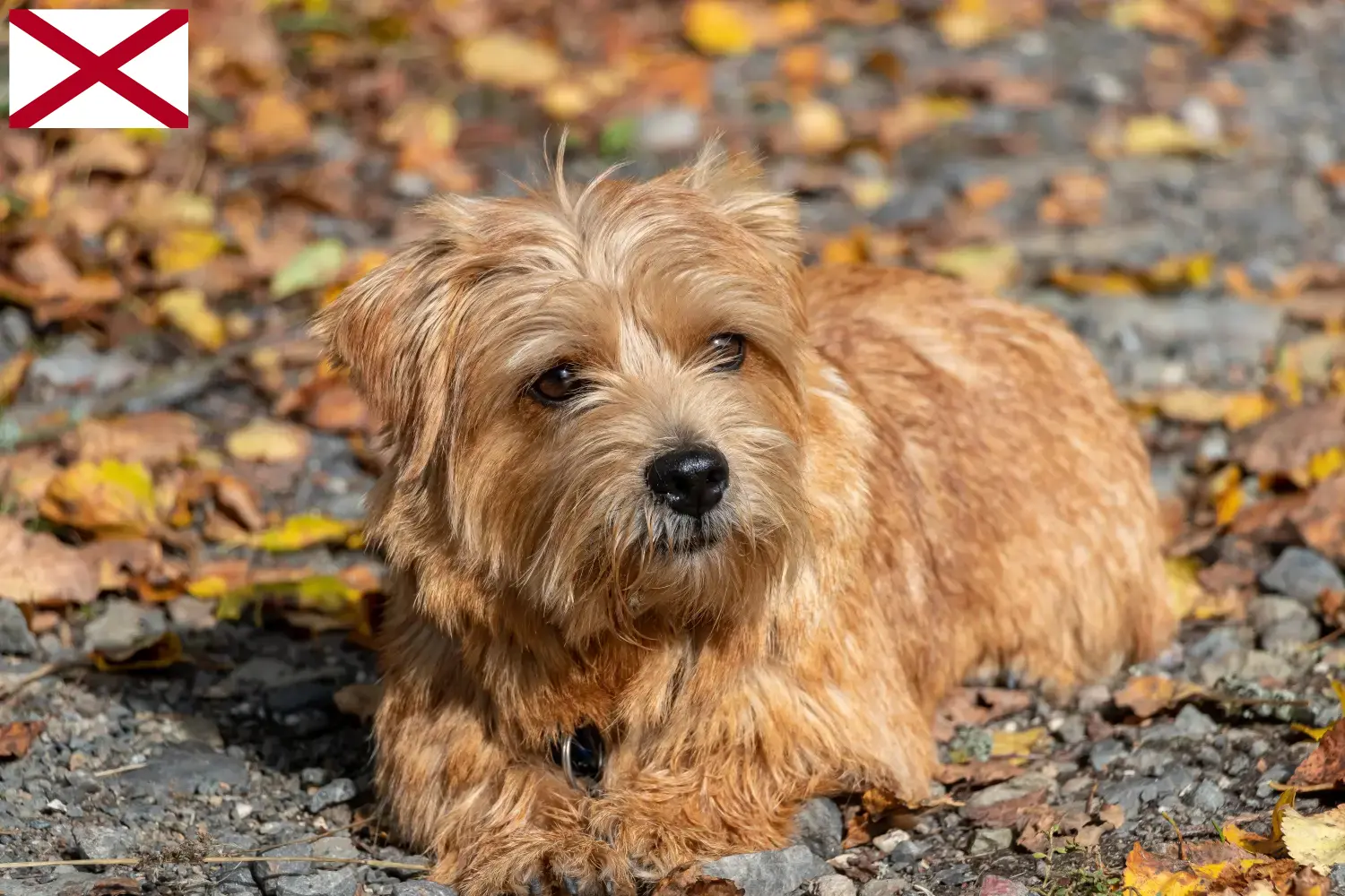 Norfolk Terrier puppies and breeders Alabama Find Norfolk Terrier breeders in Alabama here.