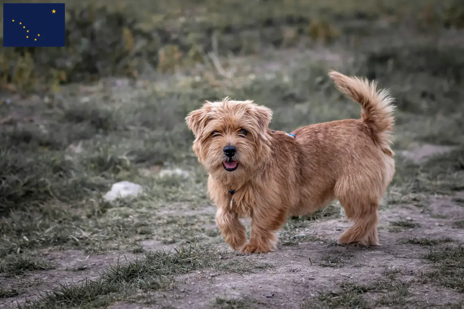Norfolk Terrier puppies and breeders Alaska Find Norfolk Terrier breeders in Alaska.