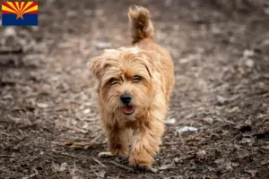 Read more about the article Norfolk Terrier breeders and puppies in Arizona