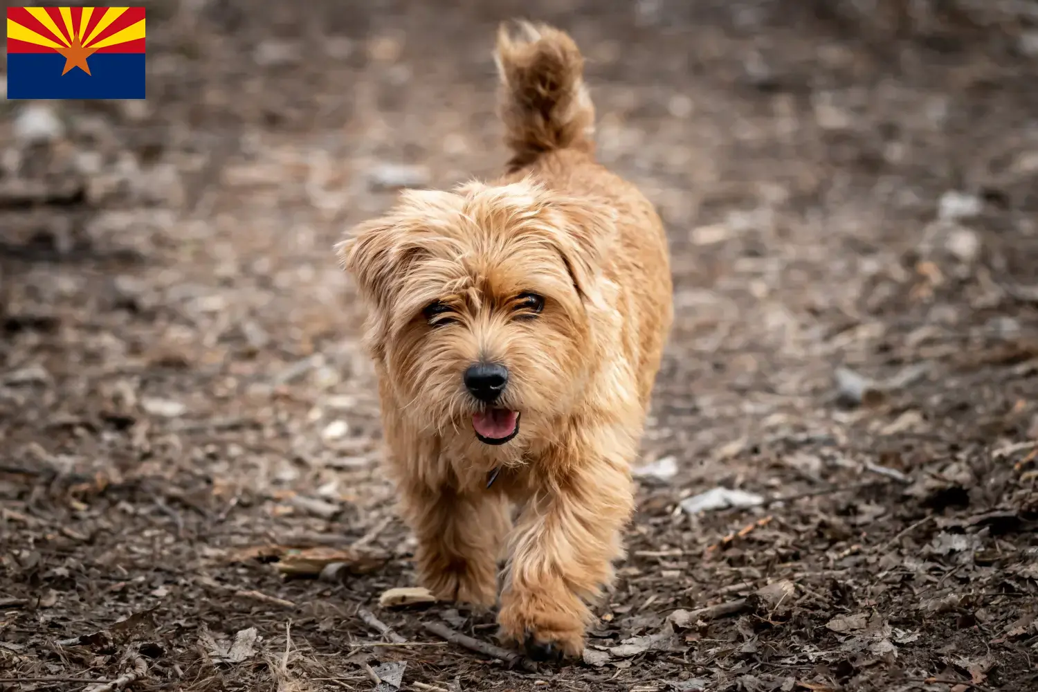 Norfolk Terrier puppies and breeders Arizona Find Norfolk Terrier breeders in Arizona.