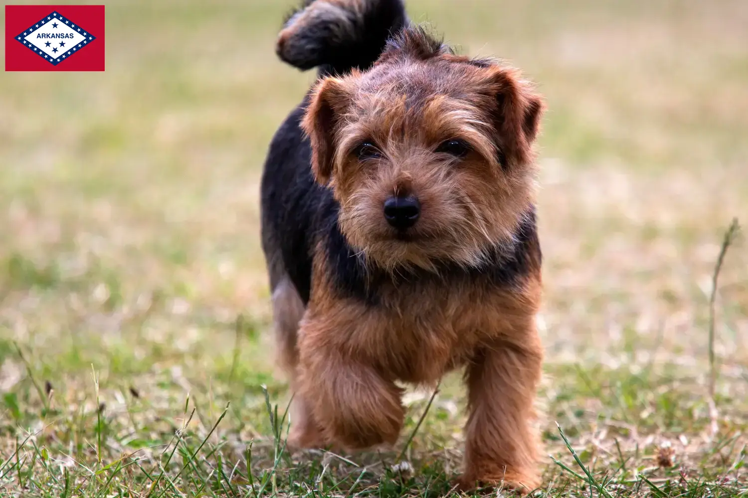 Norfolk Terrier puppies and breeders Arkansas Find Norfolk Terrier breeders in Arkansas here.