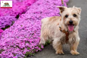 Read more about the article Norfolk Terrier breeders and puppies in California
