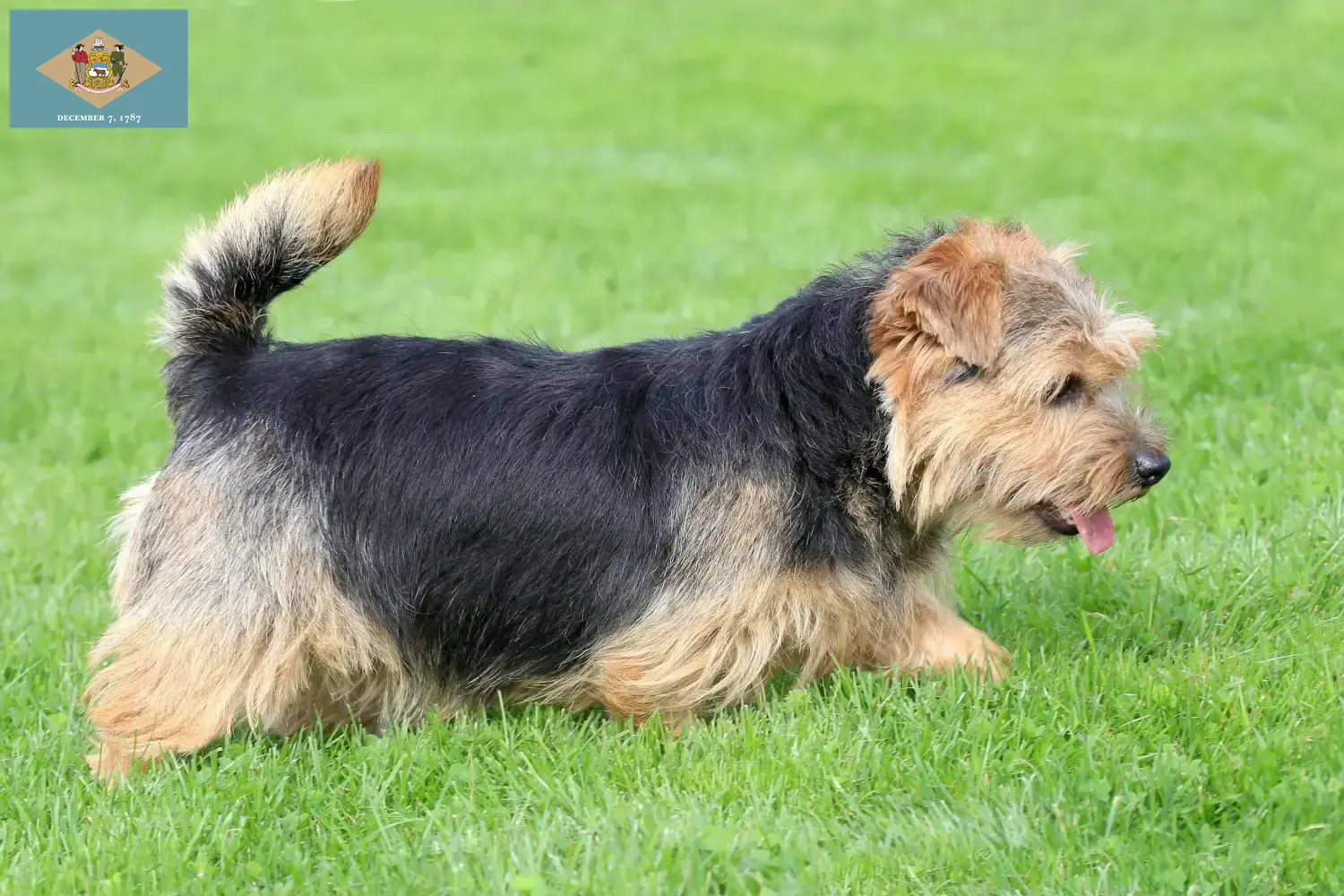 Norfolk Terrier puppies and breeders Delaware Find Norfolk Terrier breeders in Delaware here.