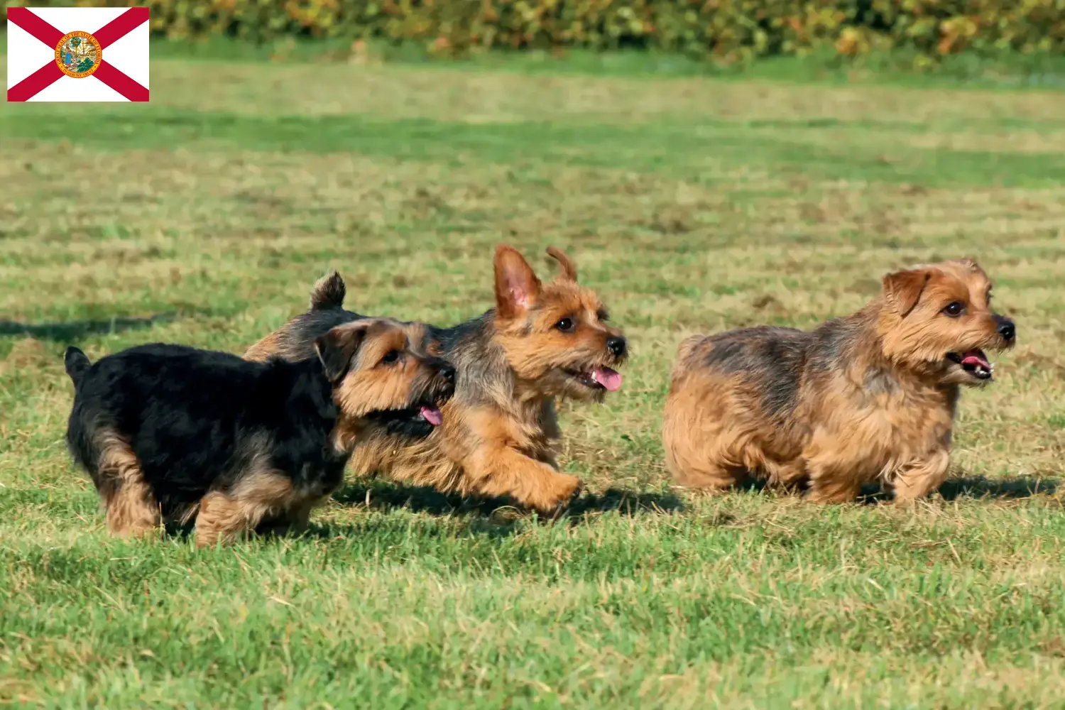 Norfolk Terrier puppies and breeders Florida Find Norfolk Terrier breeders in Florida here.