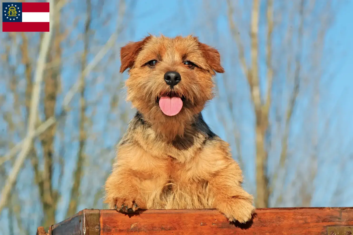 Norfolk Terrier puppies and breeders Georgia Find Norfolk Terrier breeders in Georgia.