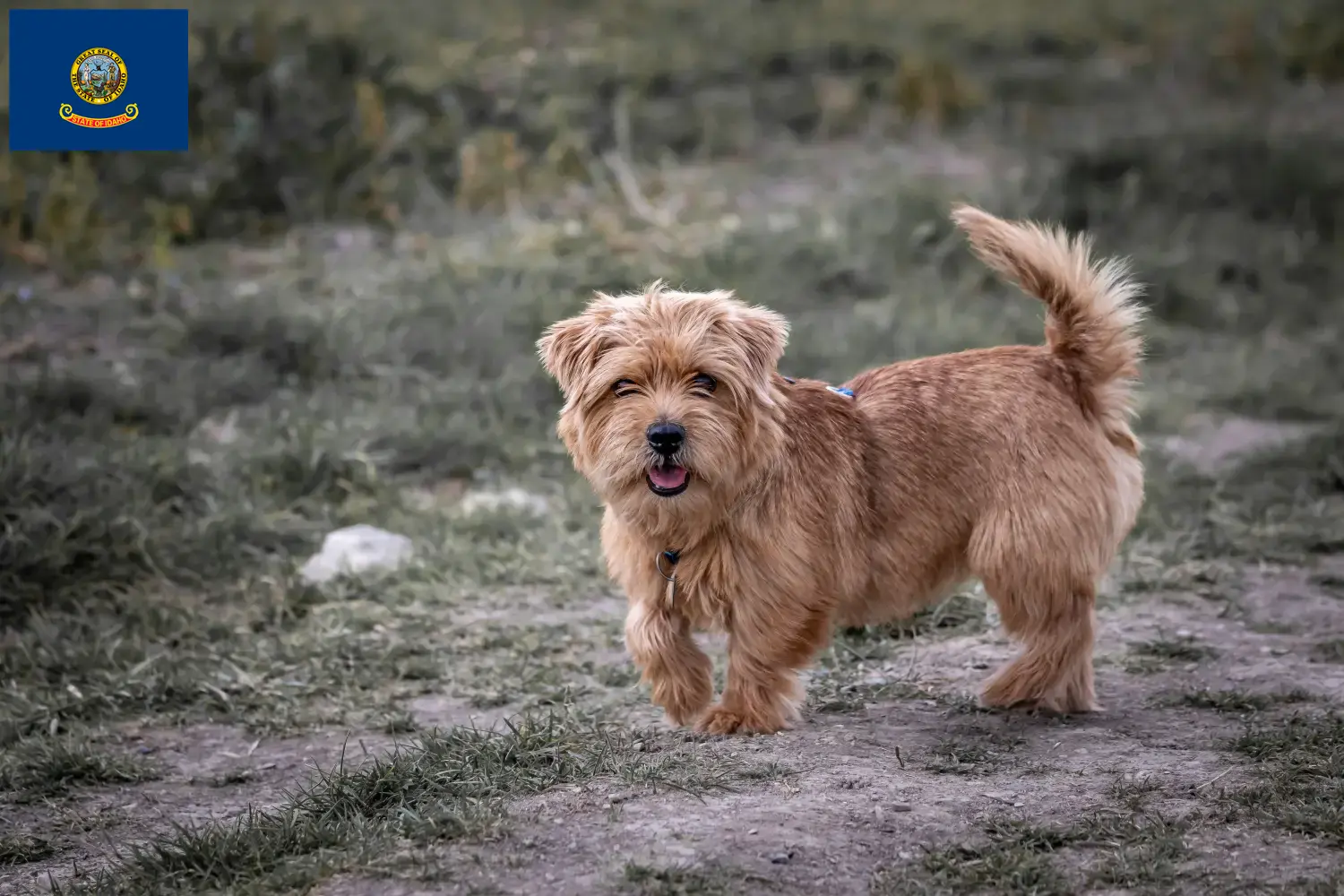Norfolk Terrier puppies and breeders Idaho Find Norfolk Terrier breeders in Idaho.