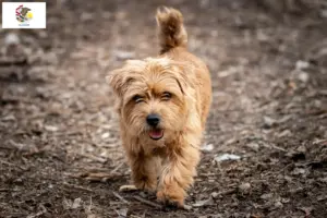 Read more about the article Norfolk Terrier breeders and puppies in Illinois