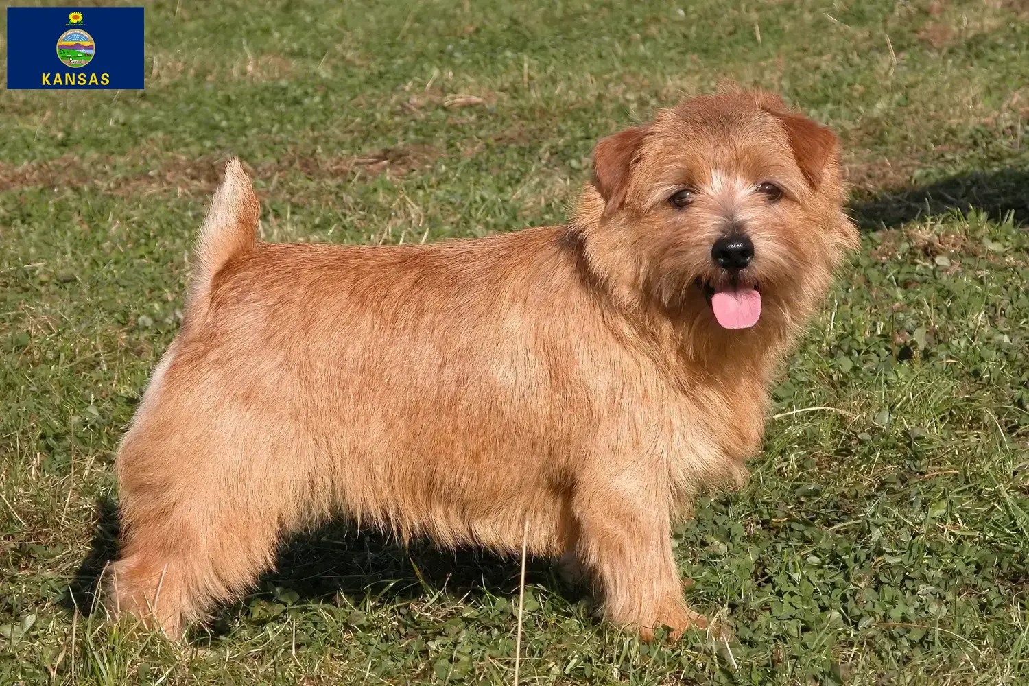 Norfolk Terrier puppies and breeders Kansas Find Norfolk Terrier breeders in Kansas here.
